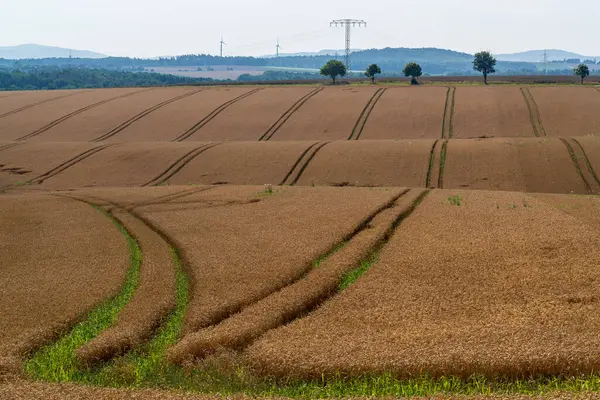 stock image Wheat field. On the field everywhere colias. Agricultural fields with golden ripe wheat. Dresden. Germany