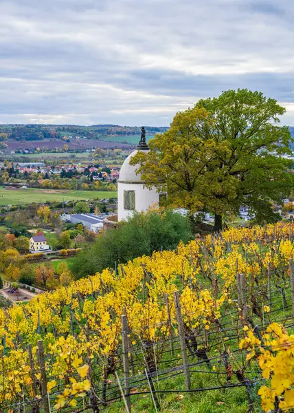 stock image Vineyard near Wackerbarth Castle in autumn.  Wine terraces. Radebeul. Germany.