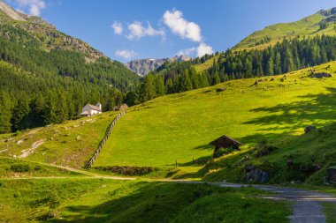 Resimli dağlık arazi. Yeşil yamaçlar. Yeşil yemyeşil otlarla kaplı dağlık çayırlar. Yüksek ormanlar. Güzel dağlar. Ayrılmış evler. Grossglockner Ulusal Parkı. Avusturya