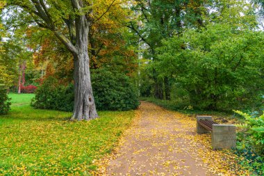 Parkta sonbahar. Ağaçların arasında bir patika. Tatilciler için yedek kulübesi. Güneş ışığı ağaçları aydınlatır ve yavaşça yola düşer. Şehir parkında ilk sarı yapraklı güzel bir ara sokak..