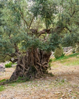 Eski ve eğri gövdeli çok büyük bir zeytin ağacı. Mallorca, İspanya