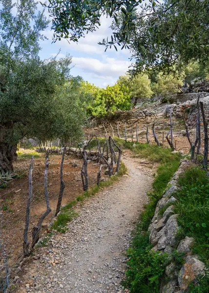 stock image  Path among  traditional olive plantation in Mallorca, Spain 