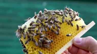 Küçük arı ailesi. Dallanma. Aile düzeni. Küçük bal peteği üzerinde yeni bir aile. Apiary, organik bal üretimi. Eko ürün.