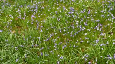 Çiçek arkaplan. Kar ihtişamı (Chionodoxa luciliae) veya Scilla luciliae olarak adlandırılan, yıldız şeklinde beyaz veya açık mavi çiçekli narin bahar çiçekleri görüntüsü