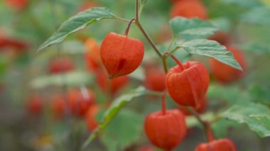 Physalis. Yeşil yaprakların arasında olgun meyveli Physalis bitkisi. Seçici odaklanma. Meyveye odaklan.