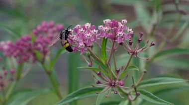 Narin pembe çiçekte eşek arısı. - Yakın çekim. Polen arayışında olan böcek