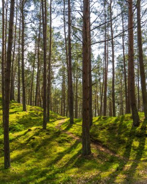 Kozalaklı orman, altın güneş ışınlarıyla aydınlatılıyor. Güneş ışınları ağaçların arasından yeşil çimenlere geçer ve ağaç dallarını aydınlatır..