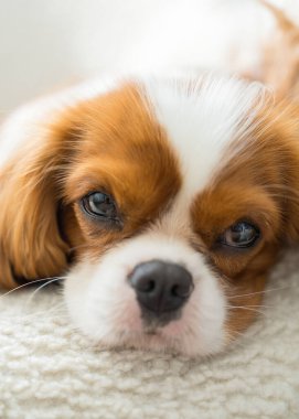 Şirin Şövalye Kral Charles Spaniel köpek ağzını kapatın. Cocker Spaniel yatakta yatıyor. En sevdiği hayvan.