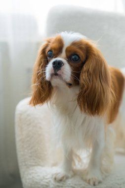 Şövalye Kral Charles Spaniel beyaz sandalyede oturuyor. İpeksi köpek kılı açık renkli mobilyaların arka planında göze çarpıyor. Hayvan bakımı konsepti.