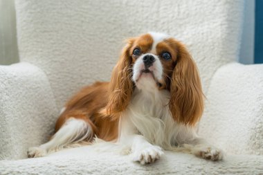Şövalye Kral Charles Spaniel beyaz sandalyede oturuyor. İpeksi köpek kılı açık renkli mobilyaların arka planında göze çarpıyor. Hayvan bakımı konsepti.