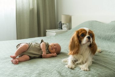 Yeni doğmuş bebek, yanında Cocker Spaniel cinsi köpek Cavalier King Charles Spaniel ile ev yapımı yatakta tatlı tatlı uyuyor. Sıcak ve rahat bir atmosfer.