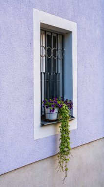 Pencere pervazı çiçekleri. Pencere kutuları, güzel çiçek ekiciler. Açık renkli duvarda çiçekli pencere. Almanya