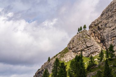 Yalnız kozalaklı ağaçlar bir uçurumda yetişir. Güzel dağ manzarası. Dolomit Alpleri. İtalya