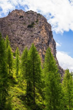 Dolomite dağlarının yüksek uçurumları mavi bulutlu gökyüzünün altında kozalaklı ağaçların arasında. Dolomitler. Güney Tyrol. İtalya