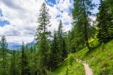 Yeşil ağaçların bulunduğu kozalaklı bir ormanın ortasında Dolomite Alpleri 'nin muhteşem tepelerine doğru bir yürüyüş yolu. Dolomitler. İtalya. Doğanın güzelliği. Seyahat et. Sırt çantaları ile yürüyüş.