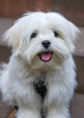 Komik beyaz bir bizon friz köpeğinin yakın portresi, Favori Evcil Hayvanlar