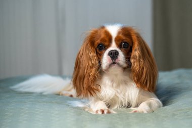 Şirin küçük süvari kral Charles Spaniel cins köpek. Evde küçük sevimli bir köpek yatakta yatıyor. Kartpostal Boşluğu Kopyala
