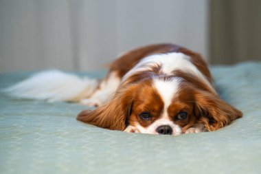 Tatlı süvari kral Charles Spaniel köpek yavrusu yatakta yatıyor. Köpek pençelerinde ağzını dinlendiriyor..
