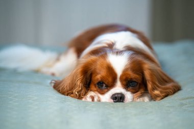 Tatlı süvari kral Charles Spaniel köpek yavrusu yatakta yatıyor. Köpek pençelerinde ağzını dinlendiriyor..