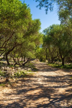 Yumuşak gövdeli ve gümüşi yeşil taçlı pürüzsüz zeytin ağaçları. Zeytin koruluğu güneş ışığıyla doludur. Mallorca, Mayorka, Balear Adaları. İspanya