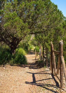 Duvarcılık çitleriyle çevrili teraslarda zeytin ağaçları çağlıyor. İyi korunmuş zeytin koruluğu doğal manzarayla uyumlu hale gelir. Mallorca, İspanya