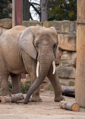 Bir fil portresi kapatın