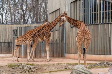 Şirin zürafalar birbirlerine sevgi ve ilgi gösterirler. Vahşi hayvan davranışları, uzun boyunlu hayvan, zooloji, hayvanlar dünyası, hayvan koruma.