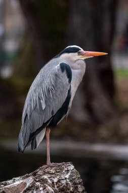 Close up portrait of a gray heron. Side portrait of gray heron clipart