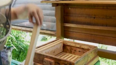 Arıcı bal dolu bal petekleri, çıkarma işlemi sırasında doğal bal toplamayı, gıda endüstrisini alır. Eko ürün 