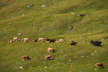 Yeşil alp çayırlarında otlayan inekler. Arka planda görkemli dağlar ve resimli manzaralar görülebilir. Grossglockner Hochalpenstrasse. Avusturya. doğa, tarım, seyahat, manzara temaları