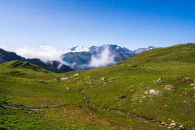 Hochalpenstrasse yoluna bakan panoramik manzara. Önde, yüksek dağların arka planında karla kaplı ineklerle otlayan bir dağlık alan var. Salzburg, Avusturya.