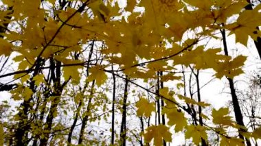 Sarı akçaağaç yaprakları parlak sonbahar manzarasının arka planında rüzgarda hareket ediyor. Aşağıdan bak. Doğa, sonbahar mevsimi, rahatlık ve tazelik hissi..