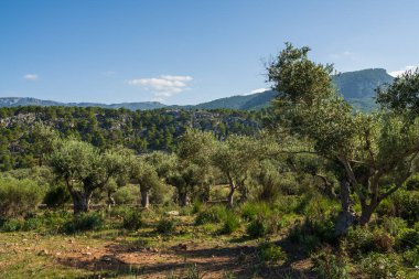 İspanya 'nın Mallorca adasındaki geleneksel zeytin çiftliğinin manzarası. Parlak Akdeniz gökyüzünün altında eski zeytin ağaçları, Mallorca kırsalının cazibesini sergiliyor..