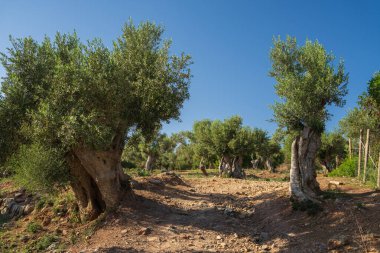 İspanya 'nın Mallorca adasında eski bir zeytin ağacı olan zeytin çiftliği.