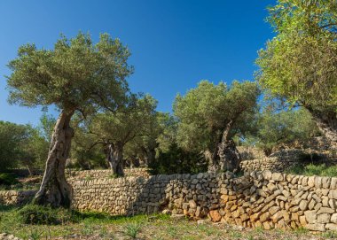 Çağlayarak yükselen teraslarda dikilen zeytin ağaçlarının çarpıcı manzarası geleneksel taş duvarları destekliyordu. Akdeniz tarım manzaralarına mükemmel bir örnek. Mallorca, İspanya