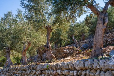 Çağlayarak akan zeytin ağaçları ve gümüş yeşili yapraklar katlarda duruyor. Kırsal taş duvar, doğal çevreyle sorunsuz bir şekilde harmanlanarak arazide salınır..