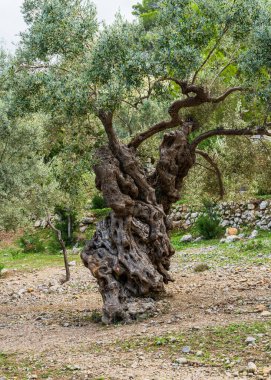 Kocaman bir zeytin ağacı, bükülmüş gövdesi var. Mallorca, Balear Adaları 'ndaki zeytinlikte yetişiyor..