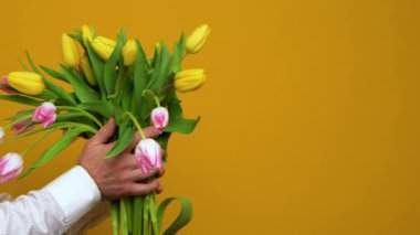 Erkek eller sarı arka planda, bir buket laleyi kadın ellerine nazikçe uzatır. Şekil verme bakımı, aşkım. Romantizm, hediyeler, tatiller için