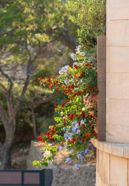 Evin dışındaki tencerelerde parlak, renkli çiçekler. Port de Soller, Mallorca 'da. Akdeniz yaz atmosferi. İç görüntü.