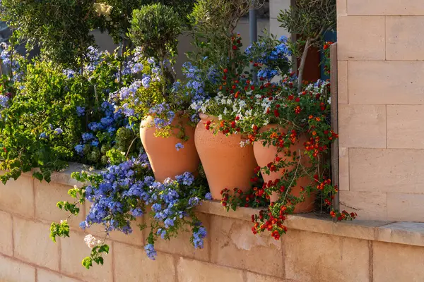 Evin dışındaki tencerelerde parlak, renkli çiçekler. Port de Soller, Mallorca 'da. Akdeniz yaz atmosferi. İç görüntü.