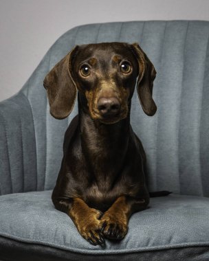 Şirin dachshund köpeği rahat rahat rahat rahat rahat rahat rahat ev ortamında mavi koltukta dinleniyor. Evcil hayvan rahatlığı ve ev içi rahatlık için mükemmel bir an..