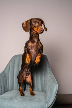 Koyu kahverengi dachshund tezgahta duruyor. En sevdiğiniz köpek için rahat bir ev ortamı