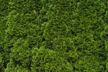 Yeşil thuja çitinin doğal arka planı. Yeşil çit thuja (selvi, ardıç) dokuyu terk eder. Yüksek kalite fotoğraf