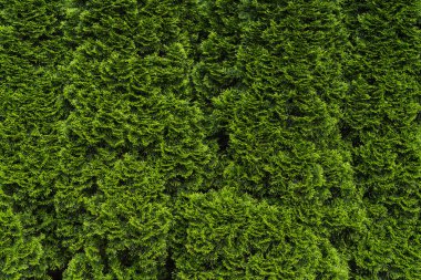Yeşil thuja çitinin doğal arka planı. Yeşil çit thuja (selvi, ardıç) dokuyu terk eder. Yüksek kalite fotoğraf