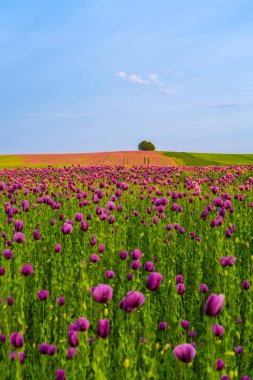 Pembe gelinciklerle dolu göz kamaştırıcı bir manzara alanı. Sahneler Almanya 'da güzel yaz çayırlarını gösteriyor, çiçekler manzaraya renk katıyor..