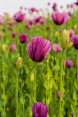 Mor gelincikleri kapatın. Hassas tonlarda leylak ve menekşe atmosfer hafifliği ve zarafet yaratır. Bulanık arkaplan güzellik çiçeklerini vurgular.