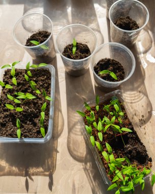 Palette tohum yetiştiren bitkilerin fotoğrafı. Tohumlar için tohum ekiyorlar. Tohum ekiyorum. Tarım ve bahçe işleri kavramı.