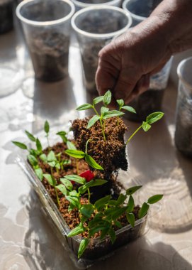 Tohum ekiyorum. Kadınlar toprağa tohum ekerken nazikçe ellerini uzatırlar. Bahçıvanlık, çömleğe tohum ekme. Evde bahçe işleri..