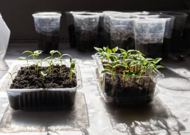 Küçük saksılarda yeşil fidanlar, büyüyen evler. Sahnede büyüyen genç bitkiler. Bahçecilik, ekoloji, bitki yetiştirme..