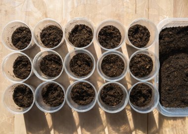 Saksıdaki tohumlardan yetişen bitkiler, ev yapımı. Yeşil lahanaların en güzel manzarası. Konforlu ev bahçesi konsepti, tarım.